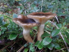 Hygrophorus