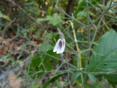 Rhinacanthus nasutus