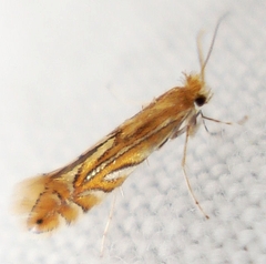 Phyllonorycter quercifoliella