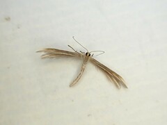 Pterophorus innotatalis