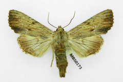 Apamea lithoxylaea