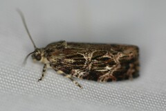 Phaecasiophora confixana