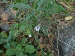 Rhinacanthus nasutus