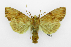 Apamea sublustris