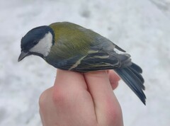 Parus major major