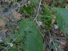 Rhinacanthus nasutus