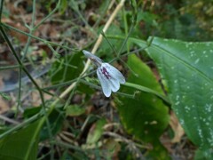 Rhinacanthus nasutus