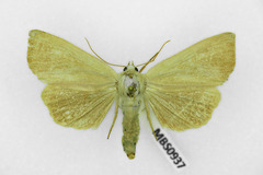 Arenostola phragmitidis