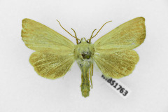 Arenostola phragmitidis