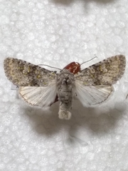 Polymixis xanthomista