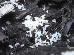 Chelaner antarcticus