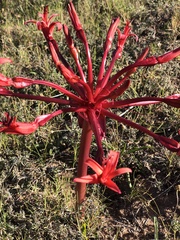 Brunsvigia orientalis