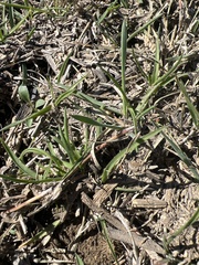 Bromus