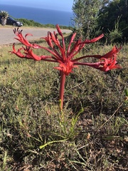 Brunsvigia orientalis