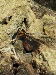 Acanthopleura granulata