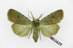 Caradrina selini