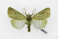 Caradrina selini