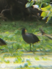 Rallidae
