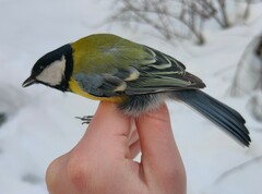 Parus major major