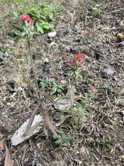 Castilleja arvensis arvensis