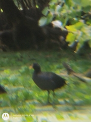 Rallidae