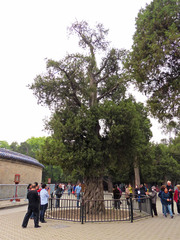 Juniperus chinensis