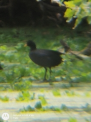 Rallidae
