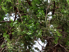 Juniperus chinensis