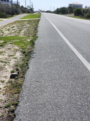 Terrapene carolina major