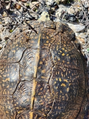 Terrapene carolina major
