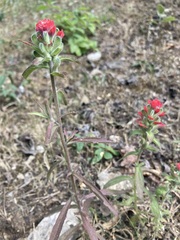 Castilleja arvensis arvensis