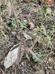 Castilleja arvensis arvensis