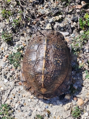 Terrapene carolina major