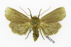 Conistra erythrocephala