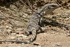 Varanus albigularis albigularis