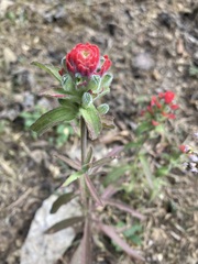 Castilleja arvensis arvensis
