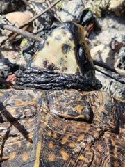 Terrapene carolina major