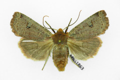 Conistra erythrocephala