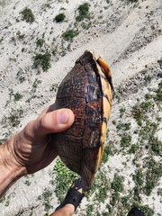 Terrapene carolina major