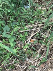 Anartia fatima colima