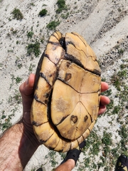 Terrapene carolina major