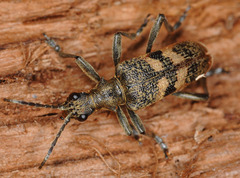 Rhagium mordax