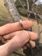 Euonymus hamiltonianus
