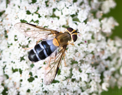 Leucozona glaucia