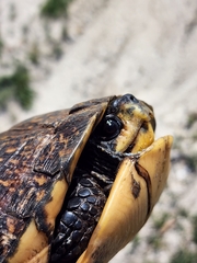 Terrapene carolina major