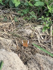 Anartia fatima colima