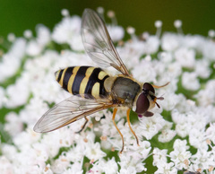 Syrphus