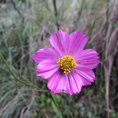 Cosmos crithmifolius