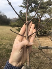 Euonymus hamiltonianus