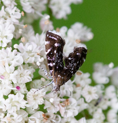 Prochoreutis myllerana